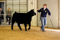 Stock Shows 2015